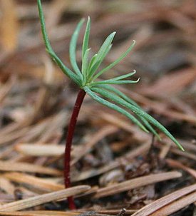 Larch seedling